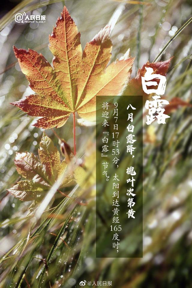 園林綠化公司：露從今夜白，夜自此日涼；今日白露！