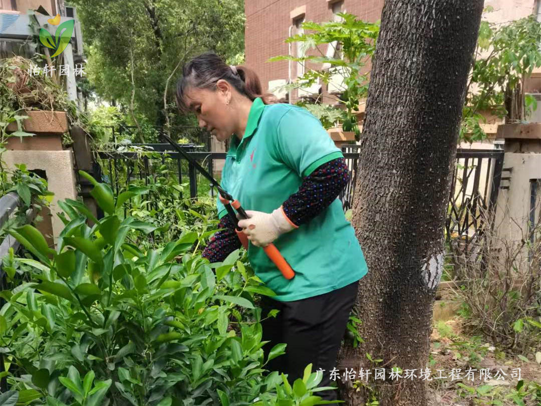 深圳龍華觀湖園別墅小區綠化養護