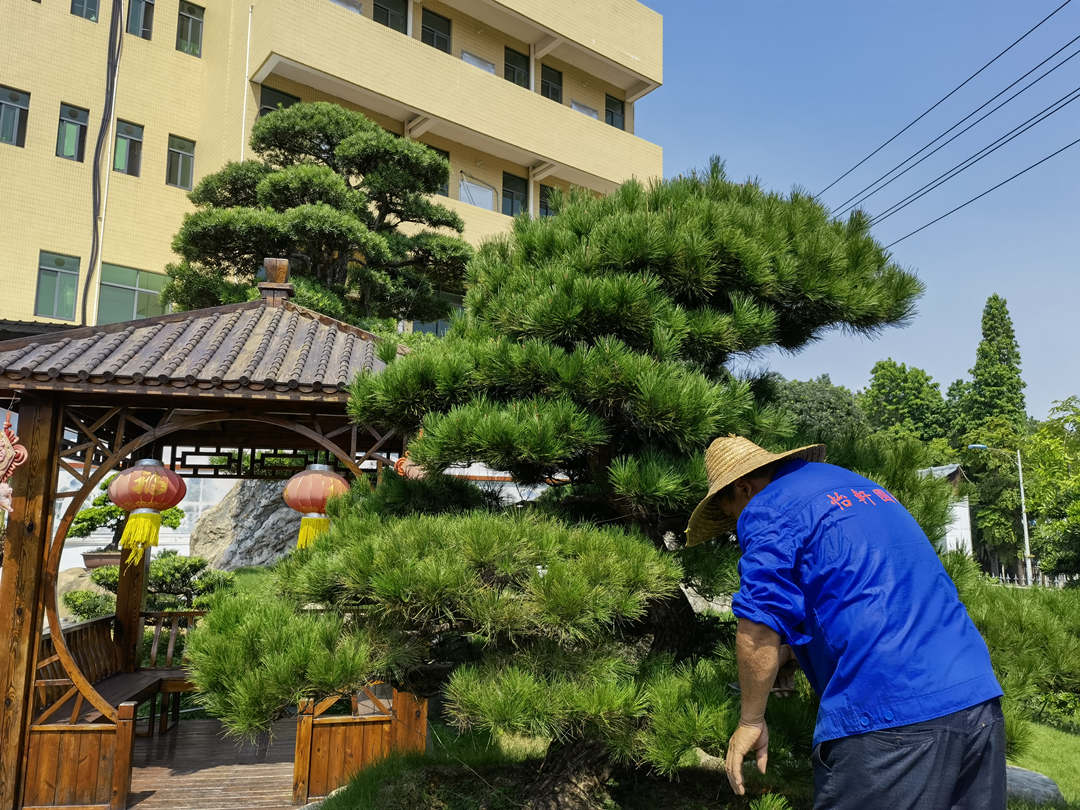 綠化養(yǎng)護修剪