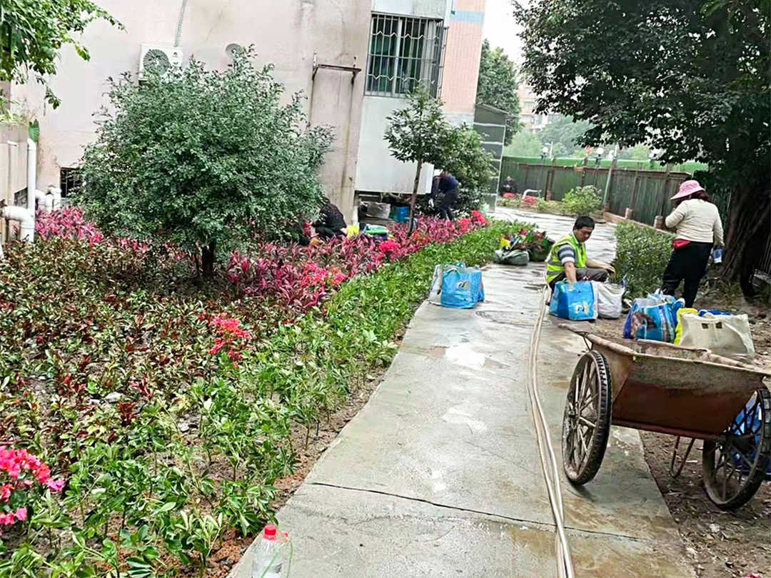 小區(qū)綠化養(yǎng)護(hù)補植工作