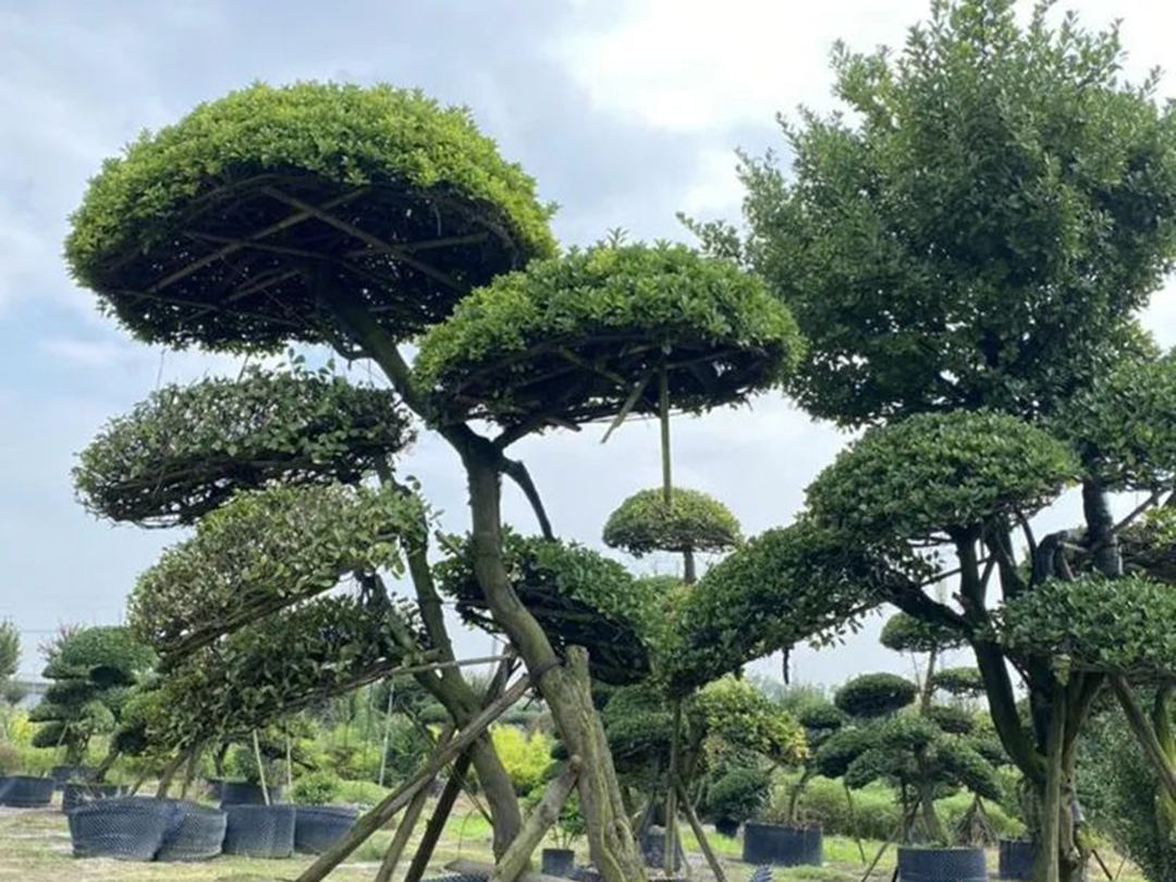 一樹成景，這幾種苗木適合高端庭院綠化工程種植！