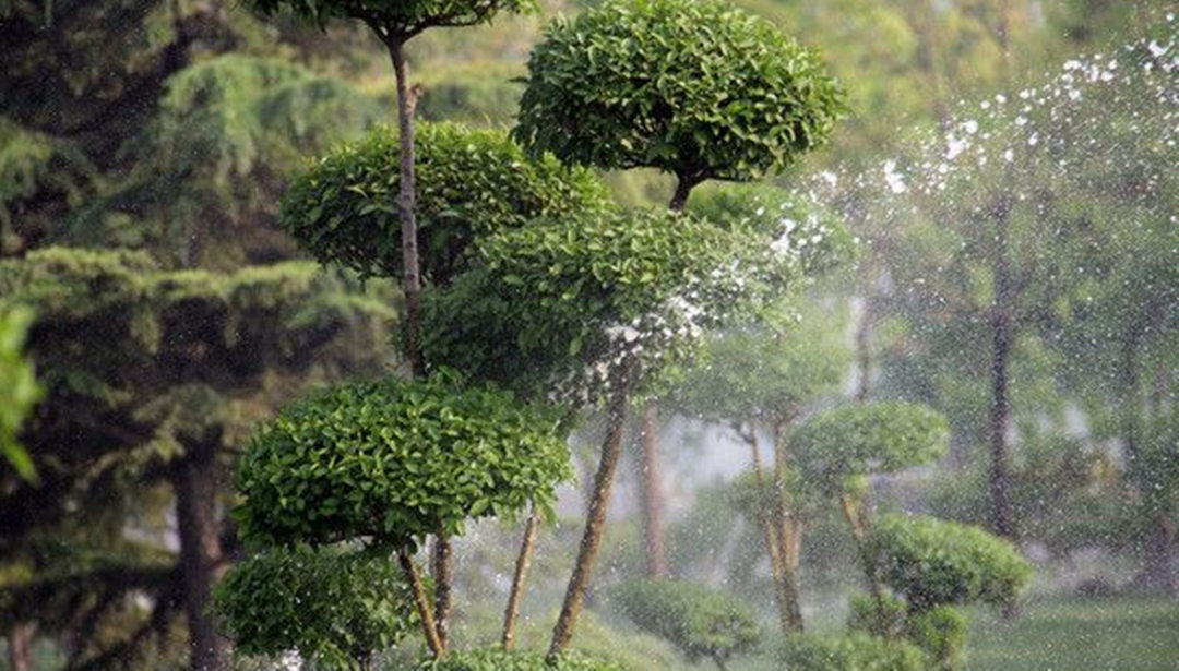園林綠化養(yǎng)護(hù)過(guò)程中不同植物有著不同的澆灌技巧