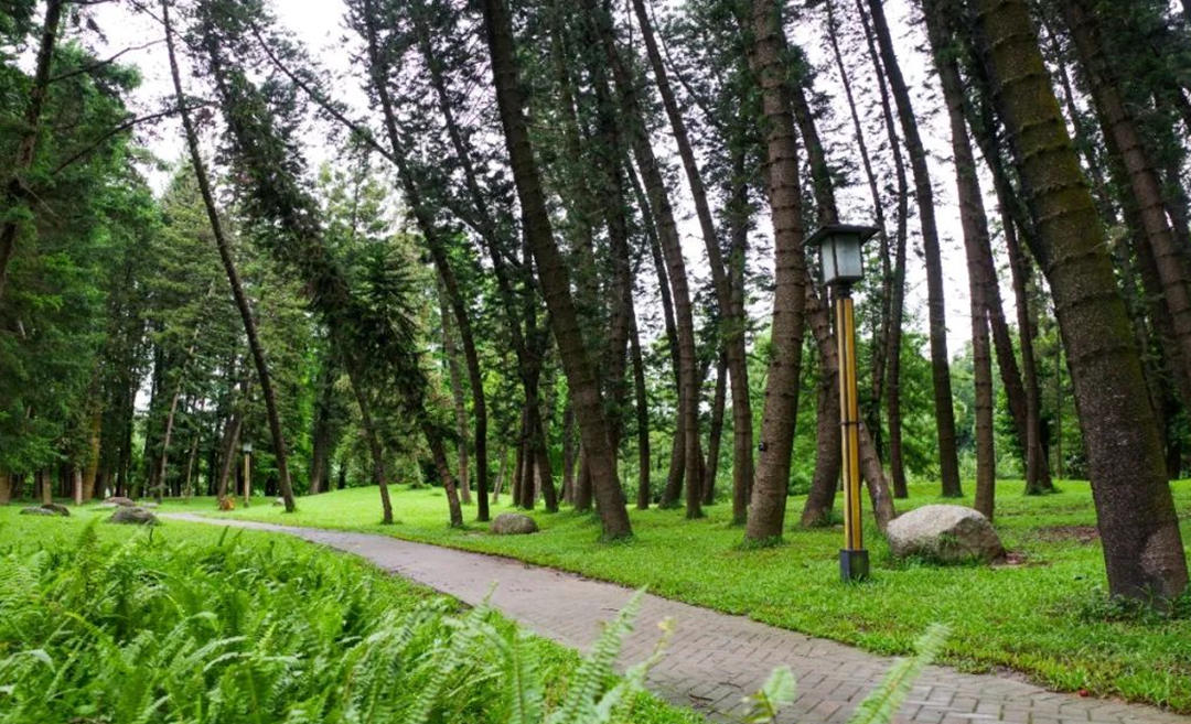 華南國家植物園孑遺植物區。黃潔（志愿者）攝