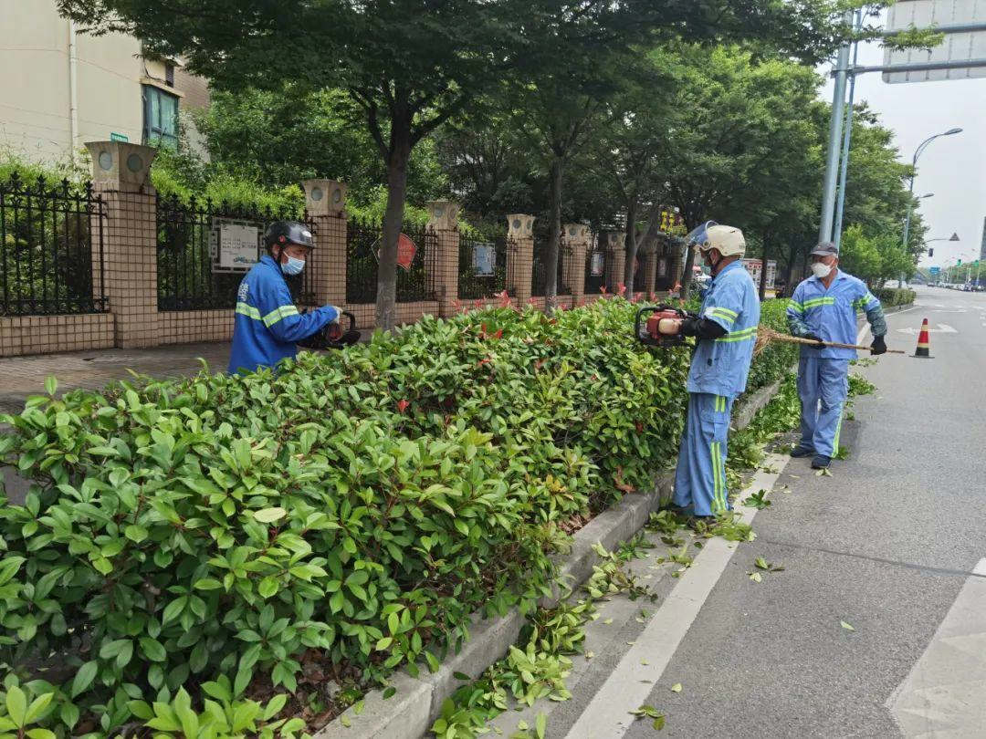 綠化養(yǎng)護道路綠化帶修剪