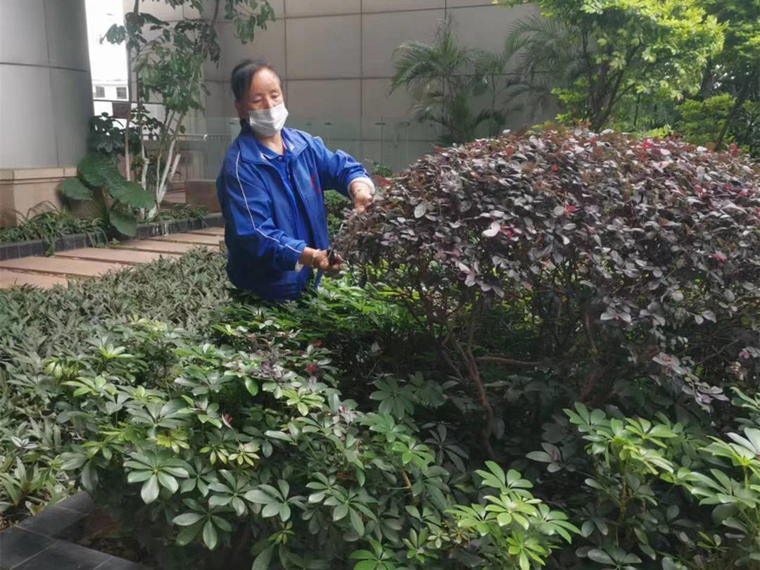 園林綠化養護修剪