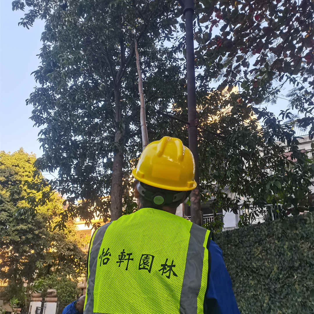 綠化養(yǎng)護(hù)修剪