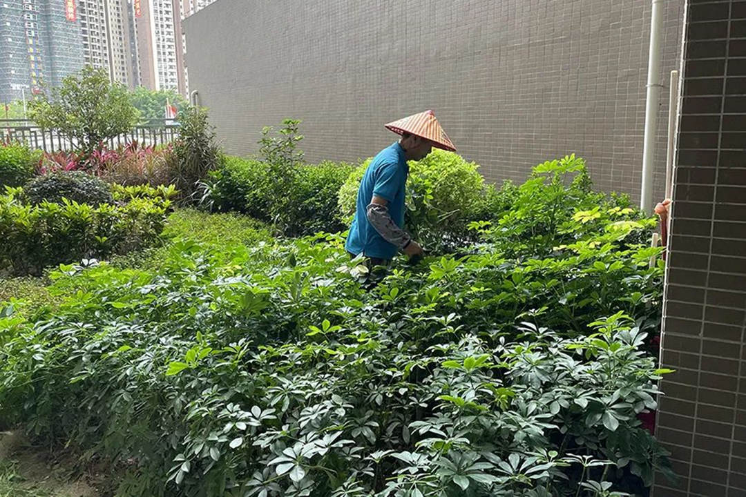 小區夏季綠化養護