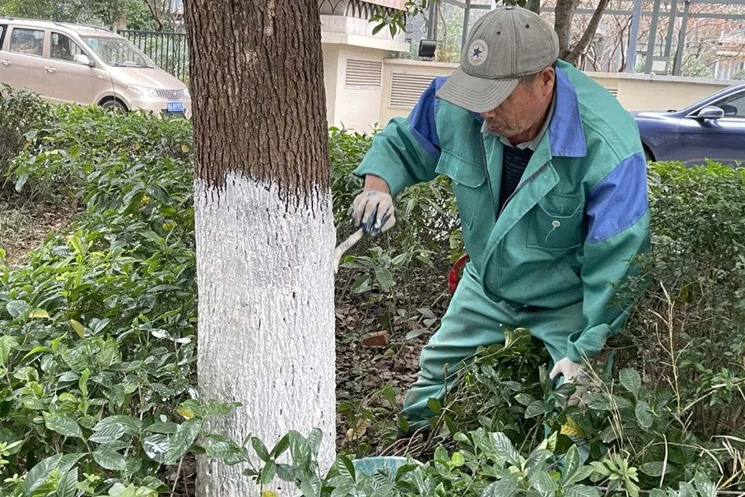 園林綠化養護涂白